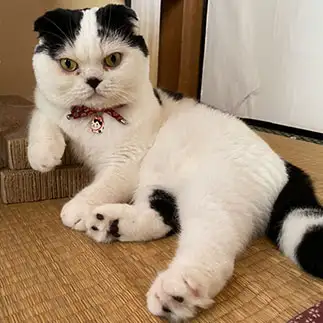 ちょっと社長、よろしいですか？すぎるネコ　　ぱんだるさん