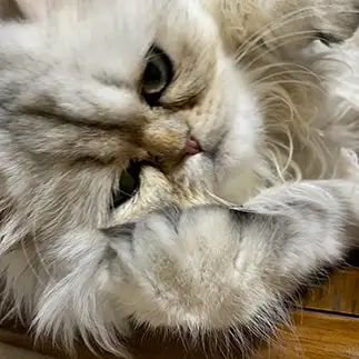 考えすぎるネコ　　優優さん