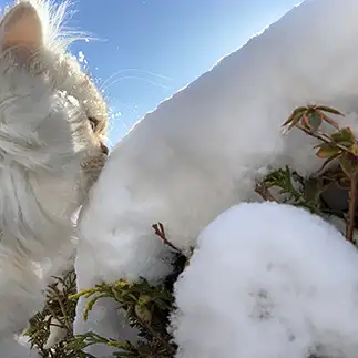 雪を食べたすぎるネコ　　優優さん