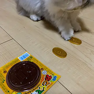 小判が欲しすぎるネコ　　優優さん
