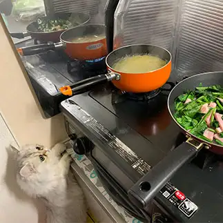 ご飯が気になりすぎるネコ　　優優さん