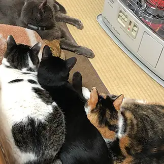 ストーブの前が好きすぎるネコ　　しっぽさん