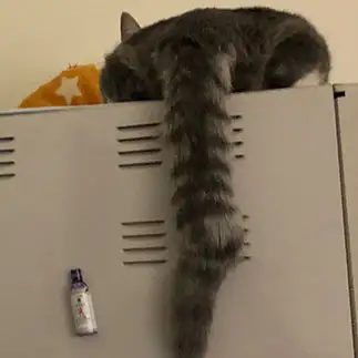 ぺたんこすぎるネコ　　もこさくさん