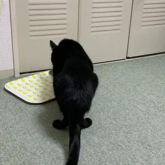 後ろ姿がオットセイすぎるネコ　　Mayu＊さん