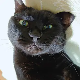 イカ耳すぎる猫すぎるネコ　　にくまっぷさん