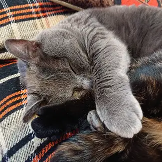 足フェチすぎる猫すぎるネコ　　はっちゃんさん