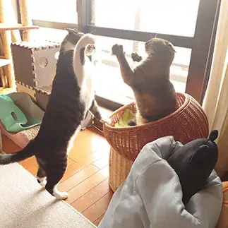 そこ掴まっちゃずるいよすぎるネコ　　neco3さん