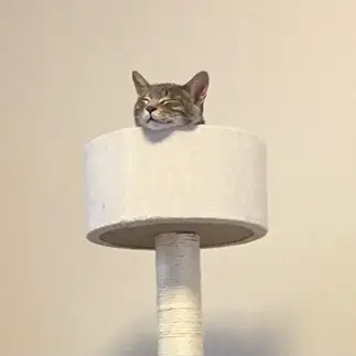 至福すぎるネコ　　tomomoさん