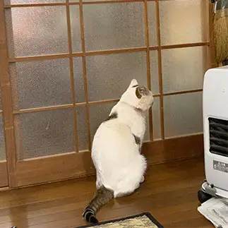 待ちすぎるネコ　　おとはにゃさん