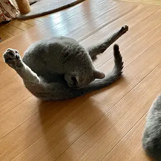 開脚バランスが見事すぎるネコ　　みゅーすけさん