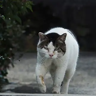 直進すぎるネコ　　外猫屋にゃん蔵さん