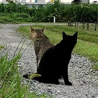 中のひとの仕事終わって脱ぎ捨てる感がありすぎるネコ　　ねこたろうさん