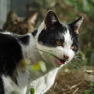 夢中すぎるネコ　　外猫屋にゃん蔵さん