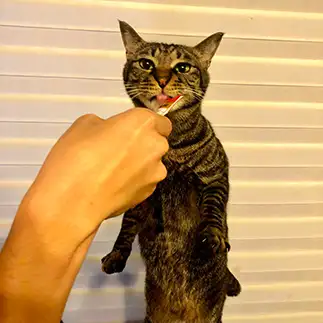 宇宙人？猫らしくなさすぎるネコ　　かさねこさん