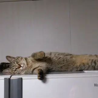 真っ直ぐすぎるネコ　　カルねこさん