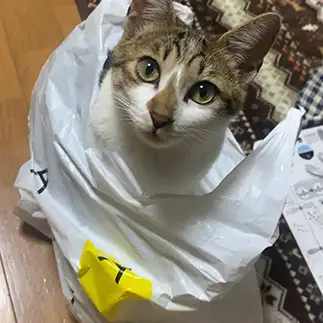いたずらっ子すぎるネコ　　ゆうさん