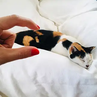 柿の種すぎるネコ　　うずらさん