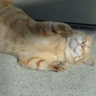 野良猫なのにうっかりリラックスすぎるネコ　　いずみさん