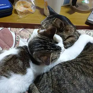 先住猫に媚びを売りすぎるネコ　　瀬加さん