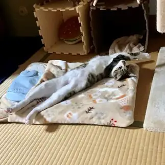 長すぎるネコ　　ゆうさん