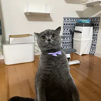 驚きすぎるネコ　　まるてんママさん
