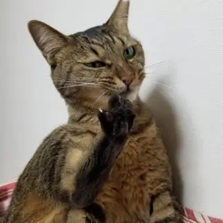 ツメの手入れがイキすぎるネコ　　ミキちゃんさん