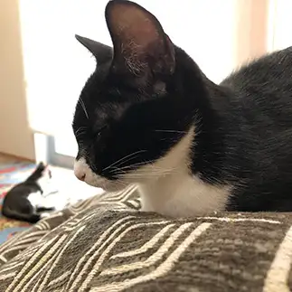 進撃の巨猫すぎるネコ　　mitsuakiさん