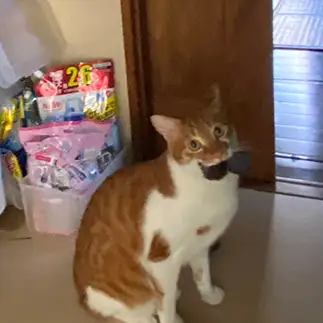 毛玉ボール好きすぎるネコ　　登ー坂つくしさん