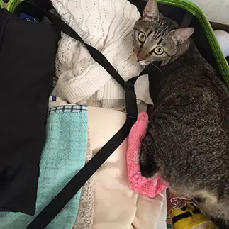 つれてってほしいがすぎるネコ　　まきをさん