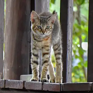 足が長すぎるネコ　　TAKAさん