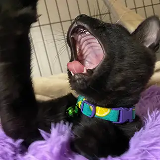 口の中見せすぎるネコ　　ねねここちゃんねるさん