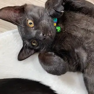 ねこすぎるネコ　　ねねここちゃんねるさん