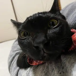 宇宙ニャンすぎるネコ　　ねねここちゃんねるさん