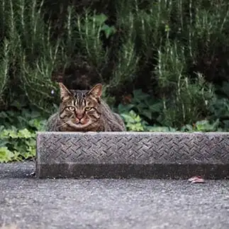 鬼すぎるネコ　　月夜の猫さん