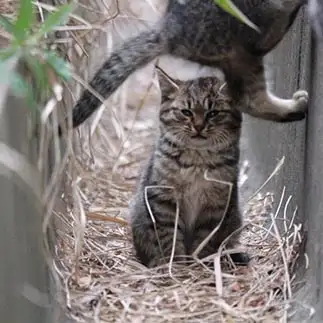 タイミング悪すぎるネコ　　はんちゃんさん