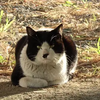 加トちゃんペッすぎるネコ　　はんちゃんさん