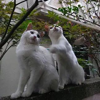 何でやねんすぎるネコ　　ピッピーさん