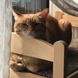 じと目すぎるネコ　　よっぴーさん