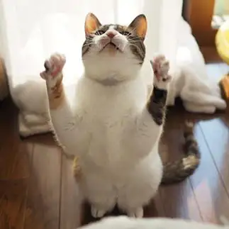 ね?！抱っこ抱っこ?！すぎるネコ　　kuroneko_120さん