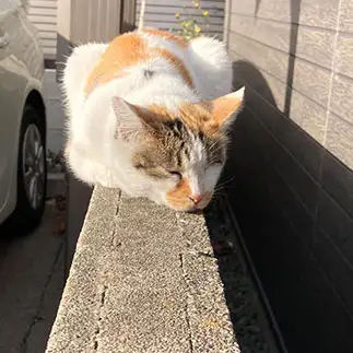 ほっこりしすぎるネコ　　からくりぴーちさん