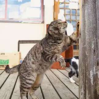 イヌすぎるネコ　　小野　一俊さん