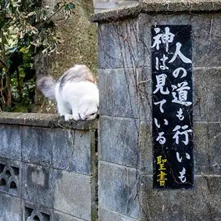 人の道も行いも見すぎるネコ　　小野　一俊さん