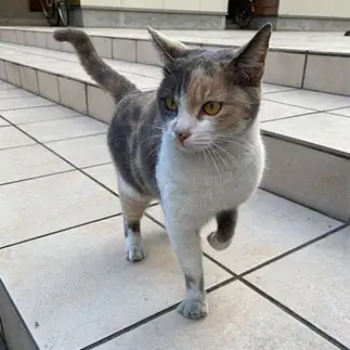 片脚立ちが綺麗すぎるネコ　　からくりぴーちさん
