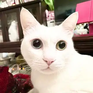 瞳が大きすぎるネコ　　いけさん