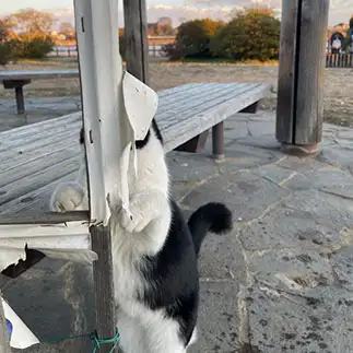 かくれんぼが下手すぎるネコ　　ハムカツさん