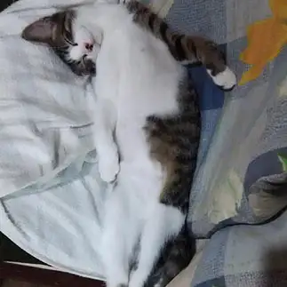 首，直角すぎるネコ　　ムートーままさん