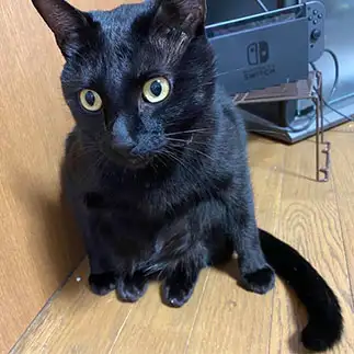 体育座りすぎるネコ　　ひなこさん