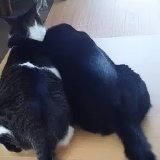 同僚に肩を借りるサラリーマンすぎるネコ　　ムートーままさん