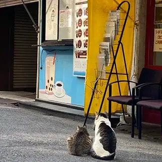 タピオカに迷いすぎるネコ　　からくりぴーちさん