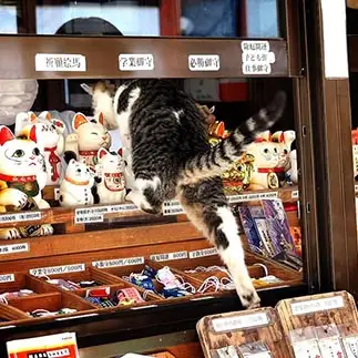 おいおい、そこから帰るんかいすぎるネコ　　黒猫カレンさん